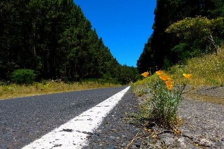 風景 木 自然 森 写真