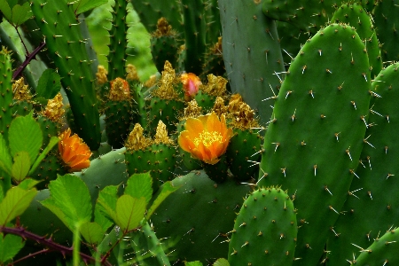 Foto Natureza florescer espinhoso
 cacto
