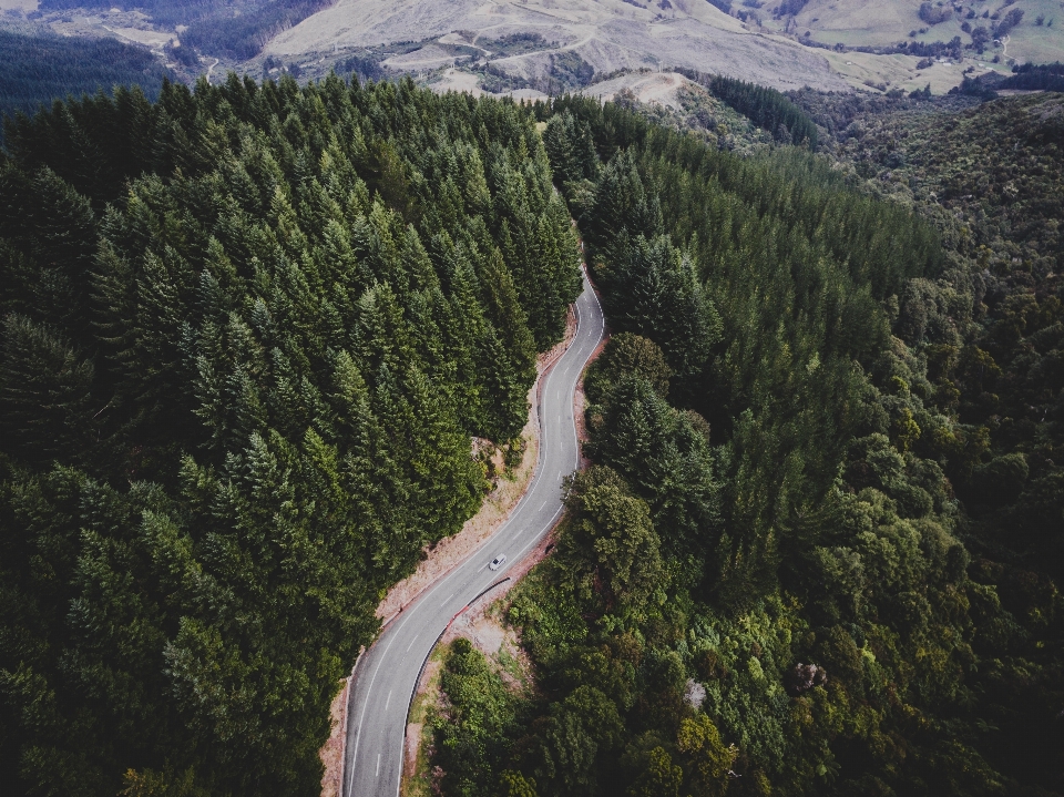 Tree forest mountain range