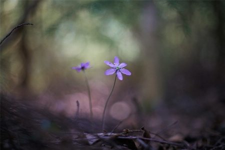 Foto Natureza floresta filial luz