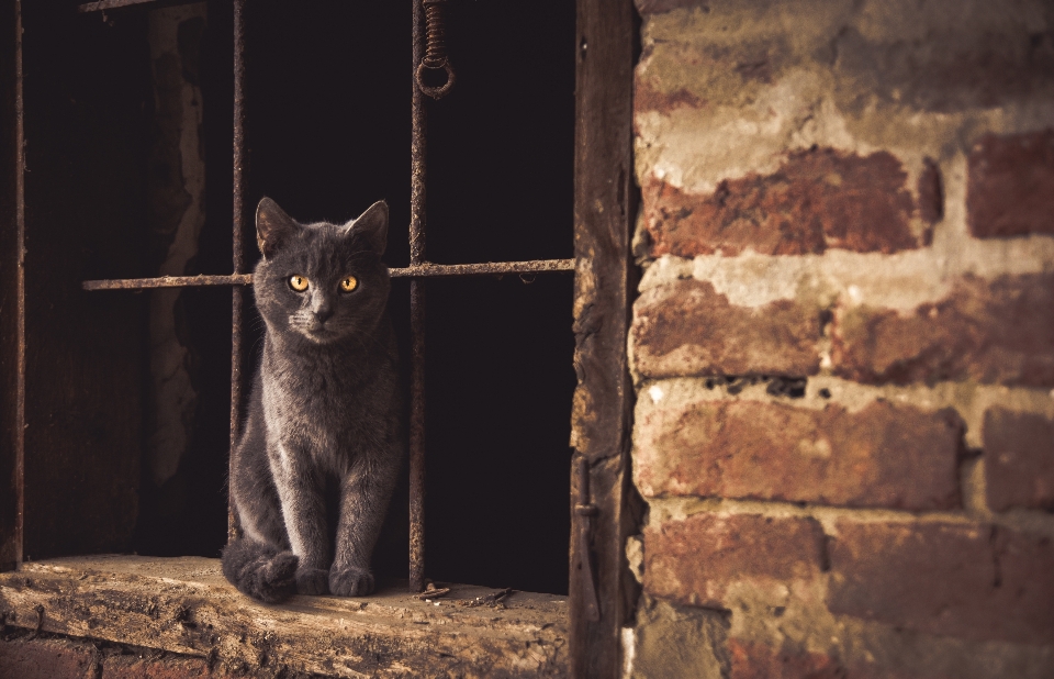 Mur chat mammifère fauna