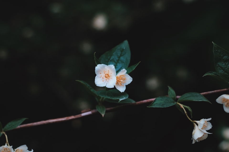 自然 ブランチ 花 植物