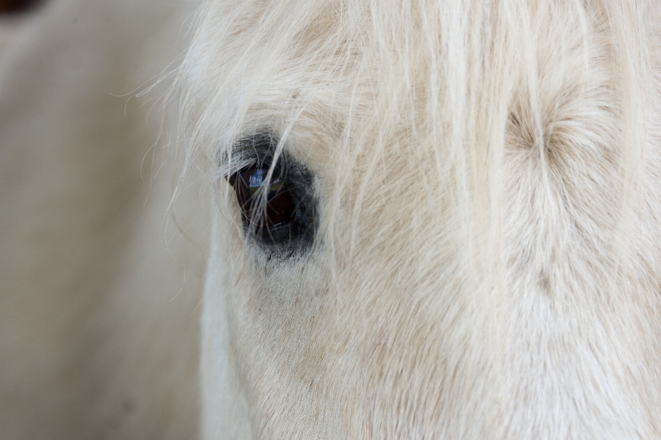 Bianco cavallo mammifero stallone