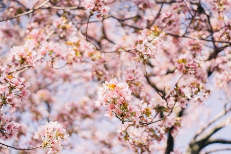 ブランチ 花 植物 花弁 写真