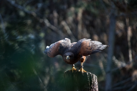 自然 鳥 野生動物 嘴 写真