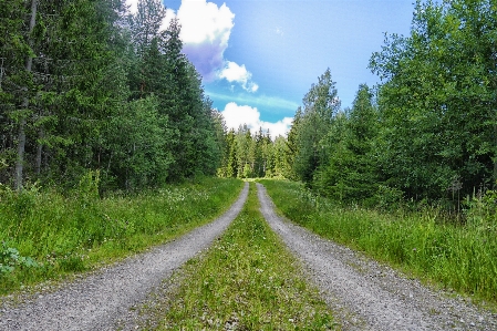 Tree nature forest grass Photo