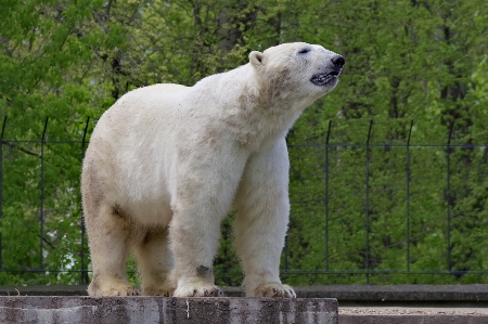 白 クマ 野生動物 野生 写真