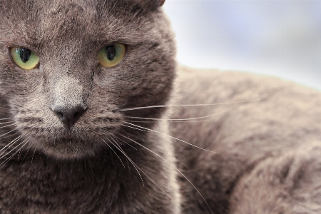 Foto Animal bicho de estimação gato mamífero