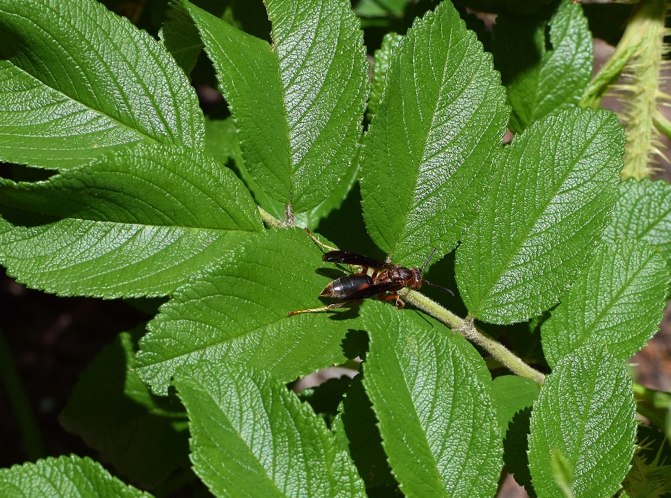 Nature plant leaf flower