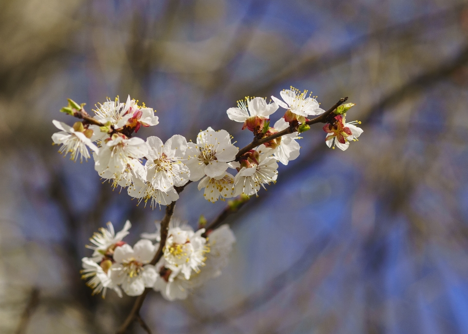 Tree nature branch blossom