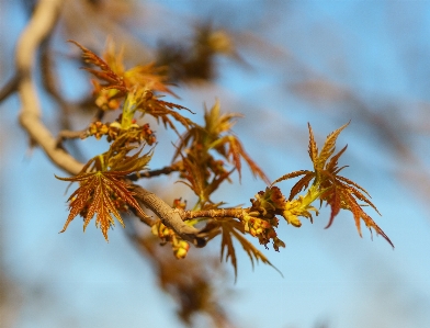 Tree nature branch blossom Photo