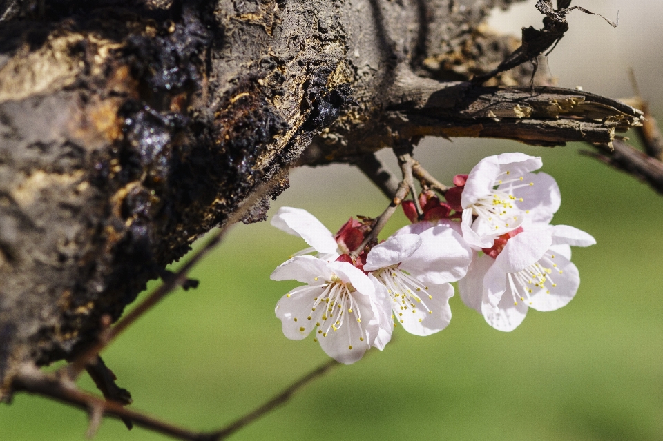 Arbre nature bifurquer fleurir