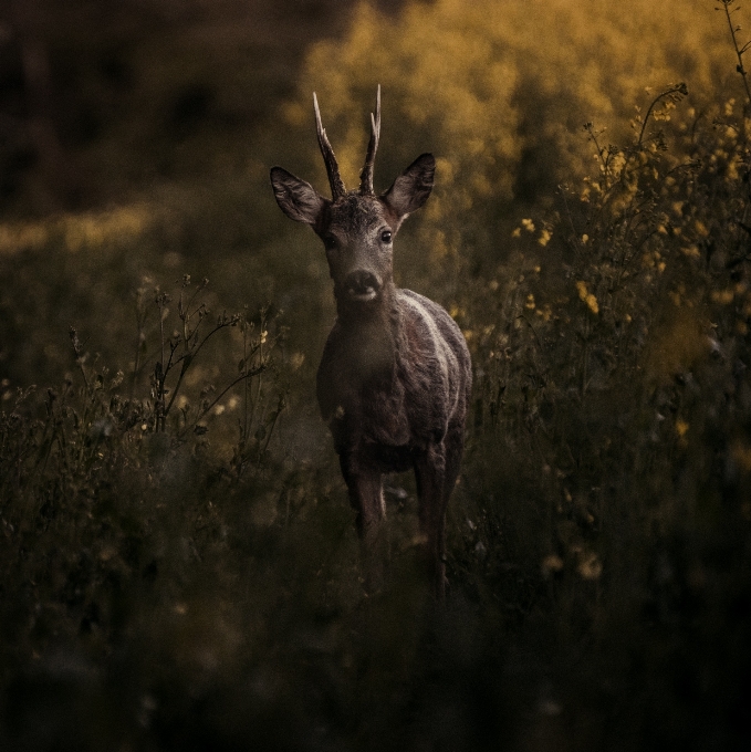 Animais selvagens cervo mamífero fauna