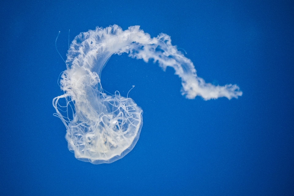 クラウド 空 生物学 クラゲ