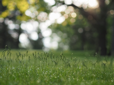 Tree nature forest grass Photo