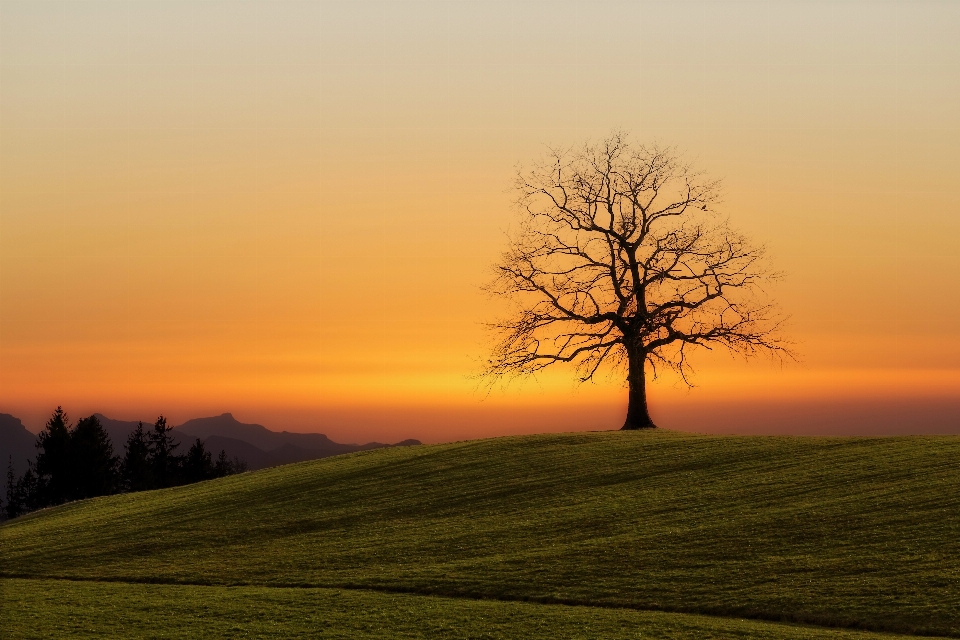 Paisaje árbol naturaleza horizonte