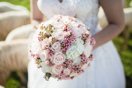 Blossom plant flower petal Photo