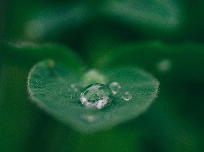 水 自然 落とす 露 写真