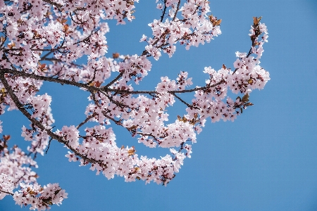 Branch blossom plant flower Photo