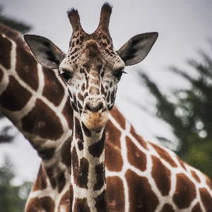 Foto Animais selvagens jardim zoológico mamífero fauna