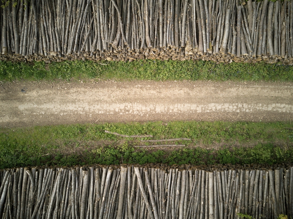 Tree grass wood field