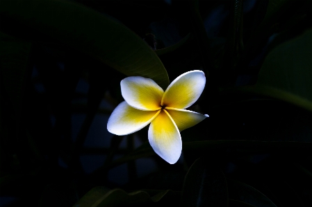 Light plant photography sunlight Photo