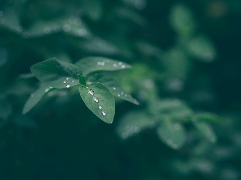 水 自然 落とす 露