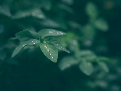 水 自然 落とす 露 写真