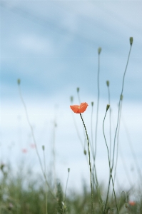 Nature grass plant field Photo