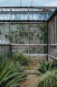 Home walkway backyard botany Photo