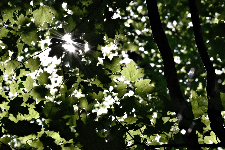 Albero natura ramo fiore