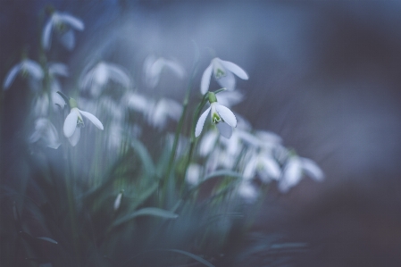 Grass plant sunlight leaf Photo