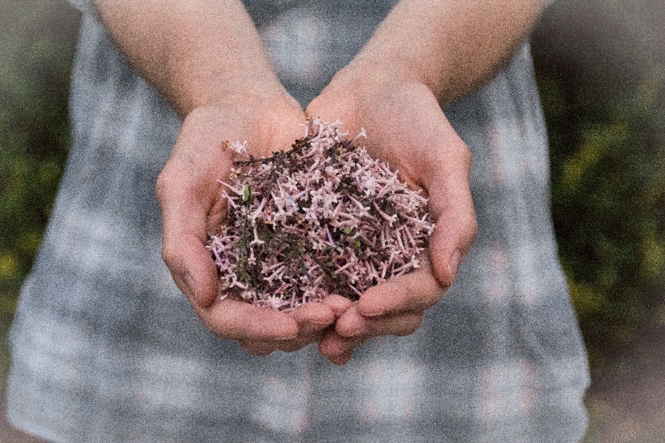 Ręka kwiat gleba florystyka
