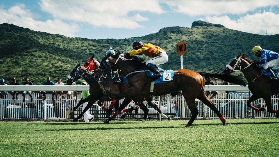 Cavalo corrida esportes jóquei