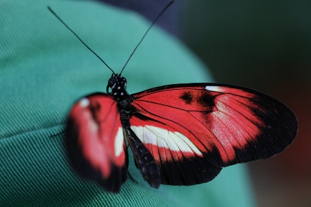 Nature wing photography flower Photo