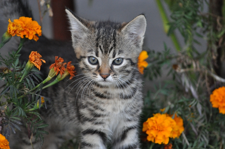 Fleur animal faune fourrure