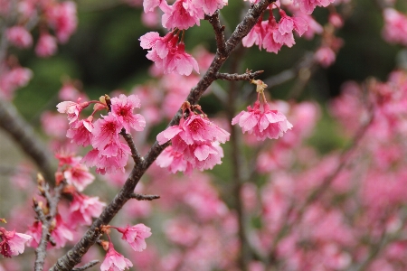 Tree branch blossom plant Photo