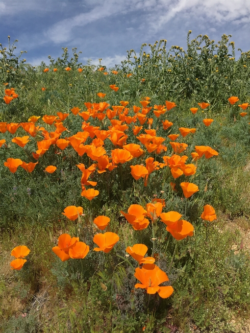 Plantar campo prado
 pradaria
