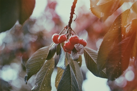 Tree branch blossom plant Photo