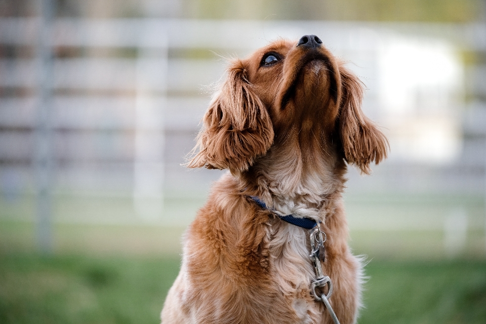 Anjing mamalia spaniel
 bertulang belakang
