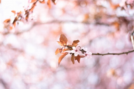 ブランチ 花 植物 葉 写真