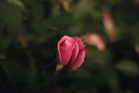 Nature blossom plant leaf Photo