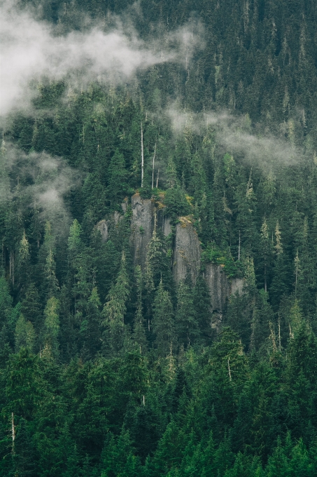 Landscape tree nature forest