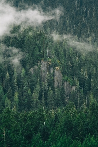 Landscape tree nature forest Photo