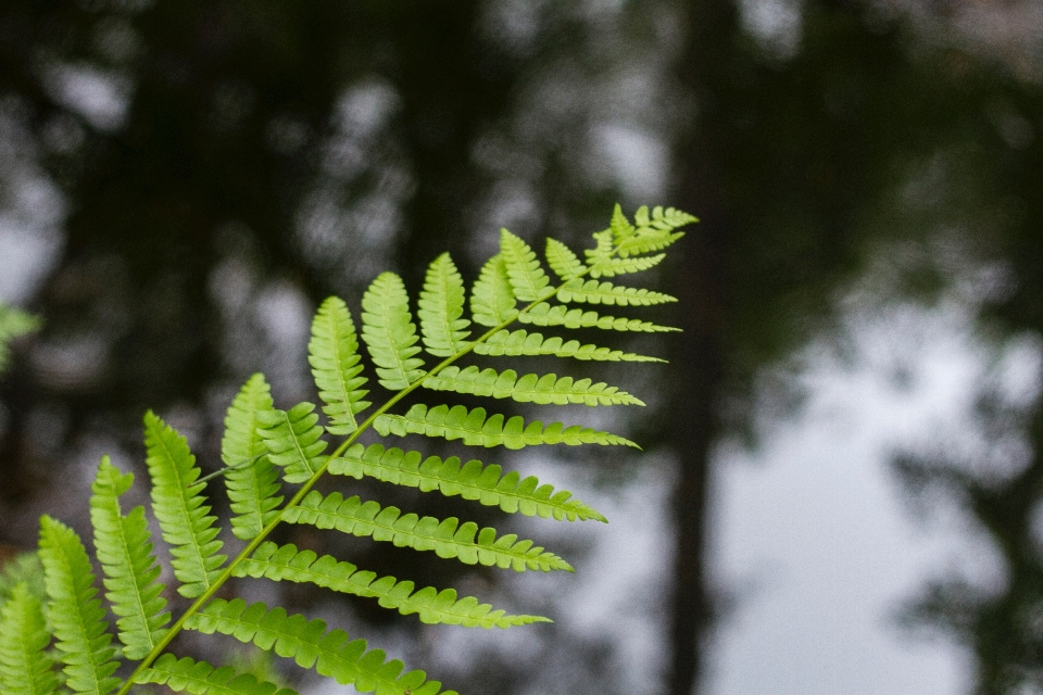 Baum natur wald zweig