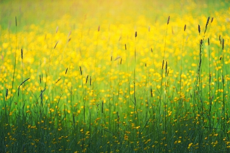 Nature grass horizon plant Photo