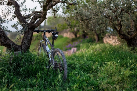 Tree grass trail bicycle Photo