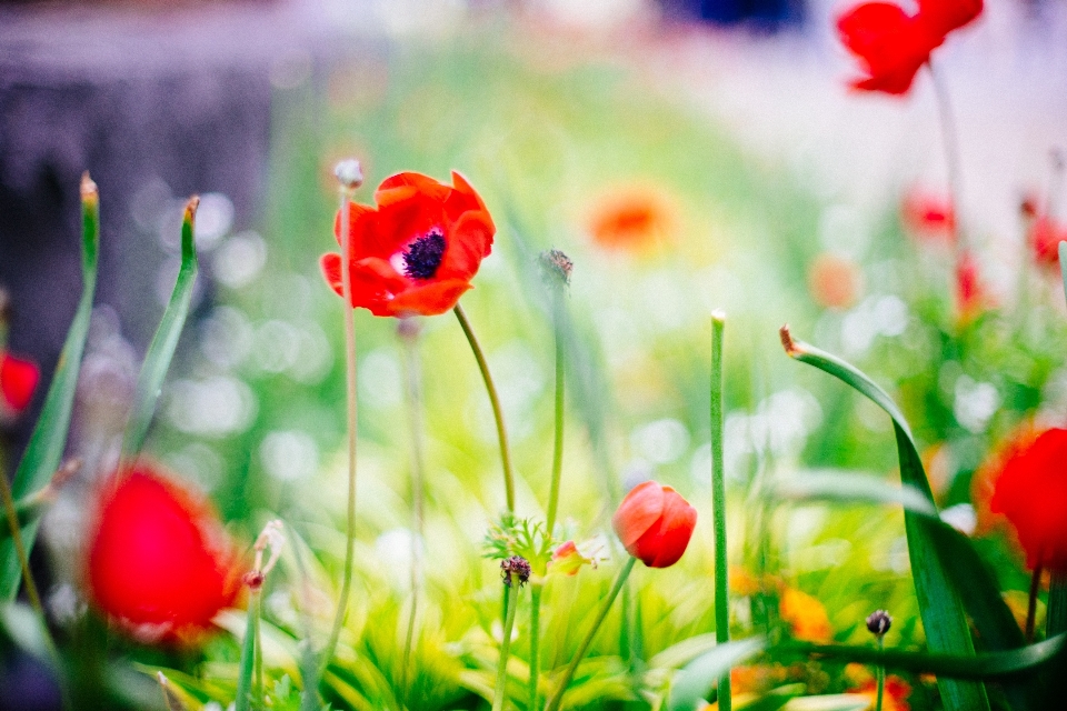 Natur gras blüte anlage