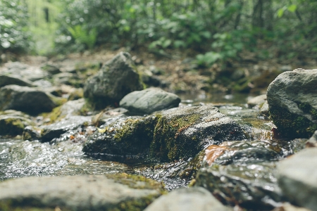 Zdjęcie Drzewo woda natura las