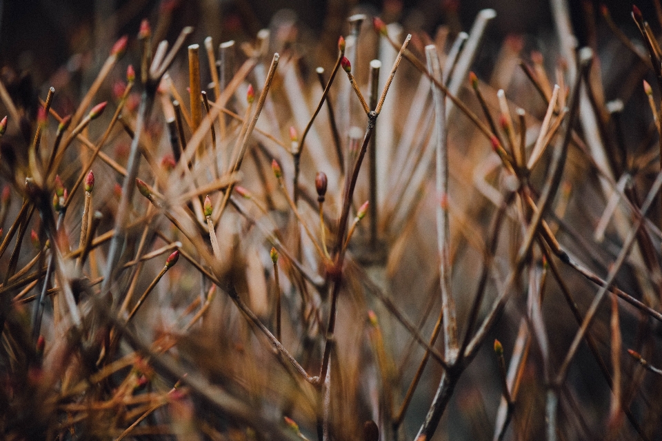 Tree grass branch plant